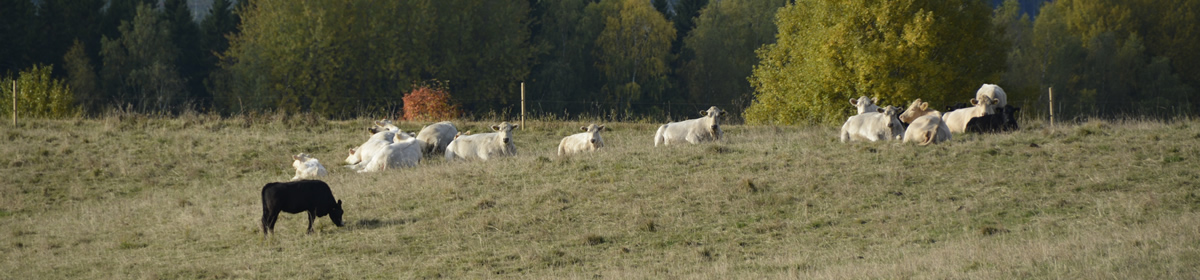 Kisterud.SE